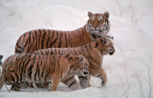 three-tigers-in-snow